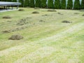 scarification of moss and thatch Royalty Free Stock Photo