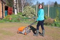 Scarifying a lawn damaged by chaffer grubs, in the Spring and Summer, of 2021. Royalty Free Stock Photo