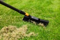 scarifying lawn with scarifier rake. dead grass removal