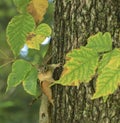 Chipmunk tree Connecticut fall Royalty Free Stock Photo