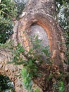Scaring of Trunk of Tree Royalty Free Stock Photo