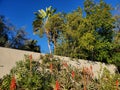 scarlet aloe flowers and hummingbird bird on a concrete wall by the roadside in los angeles 2020