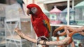 Scarlet ara parrot close up in exotic bird market Royalty Free Stock Photo