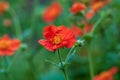 Scarlet Avens Geum coccineum red flowers against green background