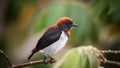 scarlet-backed flowerpecker Dicaeum cruentatum