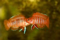 Scarlet badis badis percoid aquarium fish Dario Dario Royalty Free Stock Photo