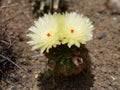 Scarlet Ball cactus with yellow flowers with red pollen.