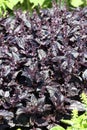 Scarlet basil, Ocimum basilicum var. purpurascens on the herb bed