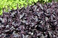 Scarlet basil, Ocimum basilicum var. purpurascens on the herb bed