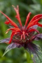 Scarlet Bee Balm Royalty Free Stock Photo