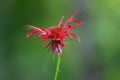 Scarlet Bee balm at Lake Winfield Scott Royalty Free Stock Photo