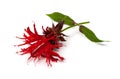 Scarlet Beebalm Blossom