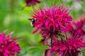 Scarlet Beebalm and Bee