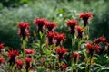 Scarlet beebalm - Monarda didyma red flowers in green summer garden Royalty Free Stock Photo