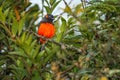 Scarlet Bellied Mountain Tanager