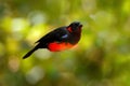 Scarlet-bellied mountain tanager, Anisognathus igniventris, mountain bird hidden in the green vegetation. Tanager in the nature