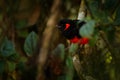 Scarlet-bellied mountain tanager, Anisognathus igniventris, mountain bird hidden in the green vegetation. Tanager in the nature