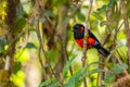 Scarlet-bellied Mountain-tanager - Anisognathus igniventris
