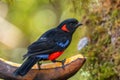 Scarlet-bellied Mountain-tanager - Anisognathus igniventris