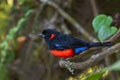 Scarlet-bellied Mountain-tanager - Anisognathus igniventris