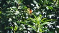 Scarlet-bellied mountain tanager in a bush