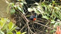 Scarlet-bellied mountain tanager in a bush