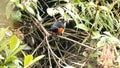 Scarlet-bellied mountain tanager in a bush