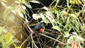 Scarlet-bellied mountain tanager in a bush