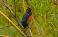 Scarlet-bellied Mountain-Tanager