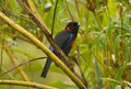 Scarlet-bellied Mountain-Tanager