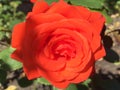 Scarlet blooming rose close-up.