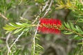 Scarlet Bottle brush (Callistemon) in red color blossoming in the garden Royalty Free Stock Photo