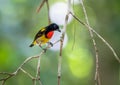 Scarlet-breated Flowerpecker. Royalty Free Stock Photo