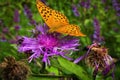 Scarlet butterfly on thistle in the sociaty of flesh-fly