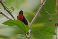 Scarlet-chested Sunbird - Chalcomitra senegalensis Royalty Free Stock Photo