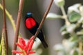 The scarlet-chested sunbird Chalcomitra senegalensis sits on a thin branch with a colored background. Big black african sunbird