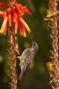 Scarlet-chested sunbird female Royalty Free Stock Photo