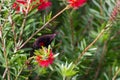 Scarlet-chested sunbird on a flower