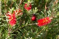 Scarlet-chested sunbird on a flower