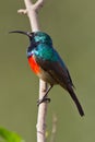 Scarlet-chested sunbird (nectarinia senegalensis) Royalty Free Stock Photo