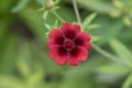 Scarlet cinquefoil Potentilla thurberi, dark red flower Royalty Free Stock Photo