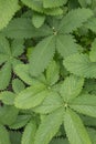 Scarlet cinquefoil Potentilla thurberi, foliage Royalty Free Stock Photo