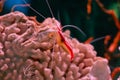 Scarlet cleaner shrimp Royalty Free Stock Photo