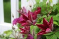 Scarlet clematis flowers burst forth from soft gray buds