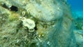 Scarlet coral or pig-tooth coral Balanophyllia europaea undersea, Aegean Sea, Greece.