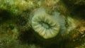 Scarlet coral or pig-tooth coral, european star coral (Balanophyllia (Balanophyllia) europaea) close-up