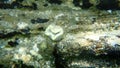 Scarlet coral or pig-tooth coral, european star coral Balanophyllia Balanophyllia europaea undersea, Aegean Sea