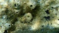 Scarlet coral or pig-tooth coral, european star coral Balanophyllia (Balanophyllia) europaea undersea, Aegean Sea