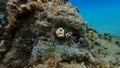 Scarlet coral or pig-tooth coral, european star coral Balanophyllia (Balanophyllia) europaea undersea, Aegean Sea