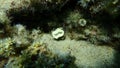 Scarlet coral or pig-tooth coral, european star coral Balanophyllia (Balanophyllia) europaea undersea, Aegean Sea
